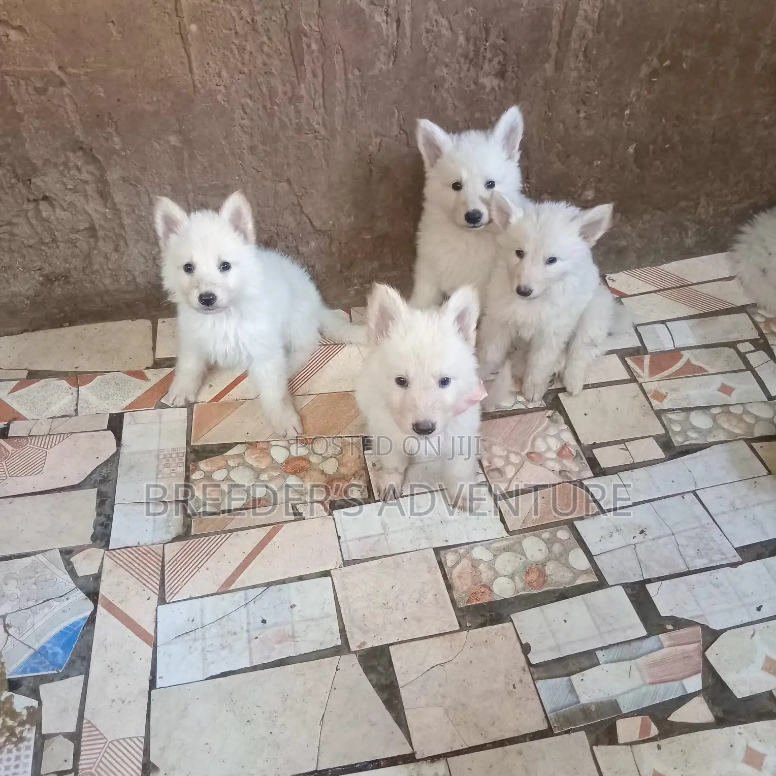 1-3 months Male Purebred White Shepherd