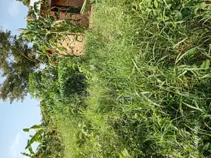 37ft × 80ft Plot at Busiika for Sale