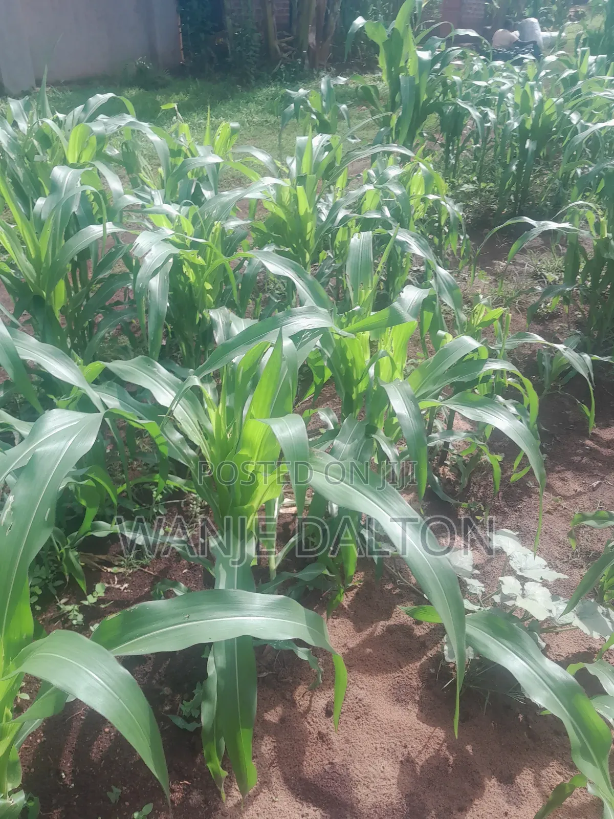 Hurry Up for Land 4 Sale Jinja City at 25m