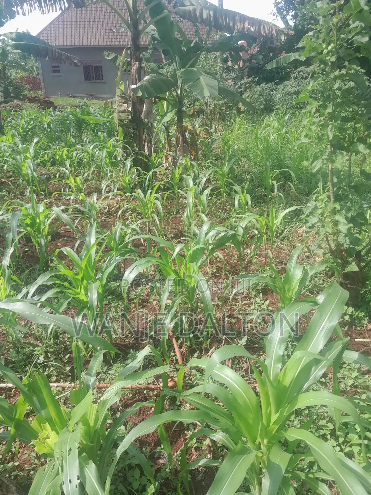 Hurry Up for Land 4 Sale Jinja City at 25m