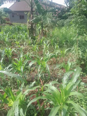 Hurry Up for Land 4 Sale Jinja City at 25m