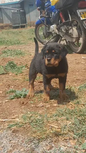 1-3 months Male Purebred Rottweiler
