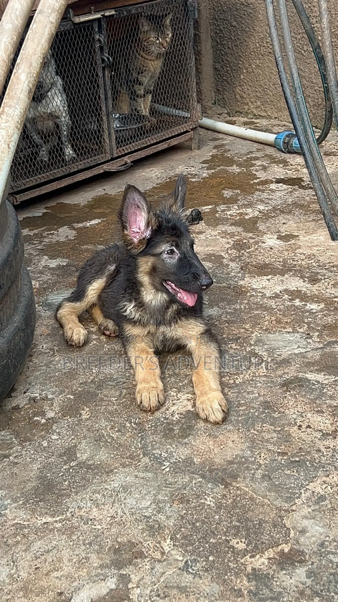 1-3 months Female Purebred German Shepherd