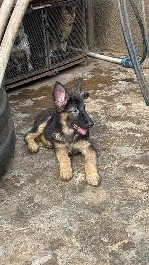 1-3 months Female Purebred German Shepherd