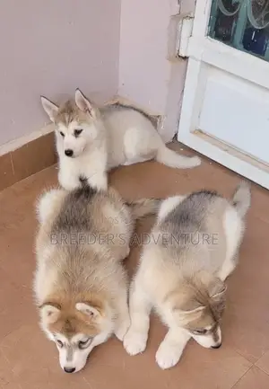 1-3 months Male Purebred Siberian Husky