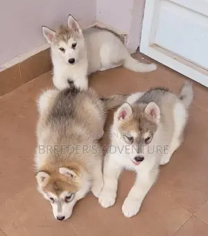 1-3 months Male Purebred Siberian Husky