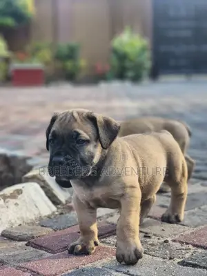 1-3 months Male Purebred Boerboel