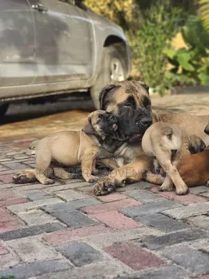 1-3 months Male Purebred Boerboel