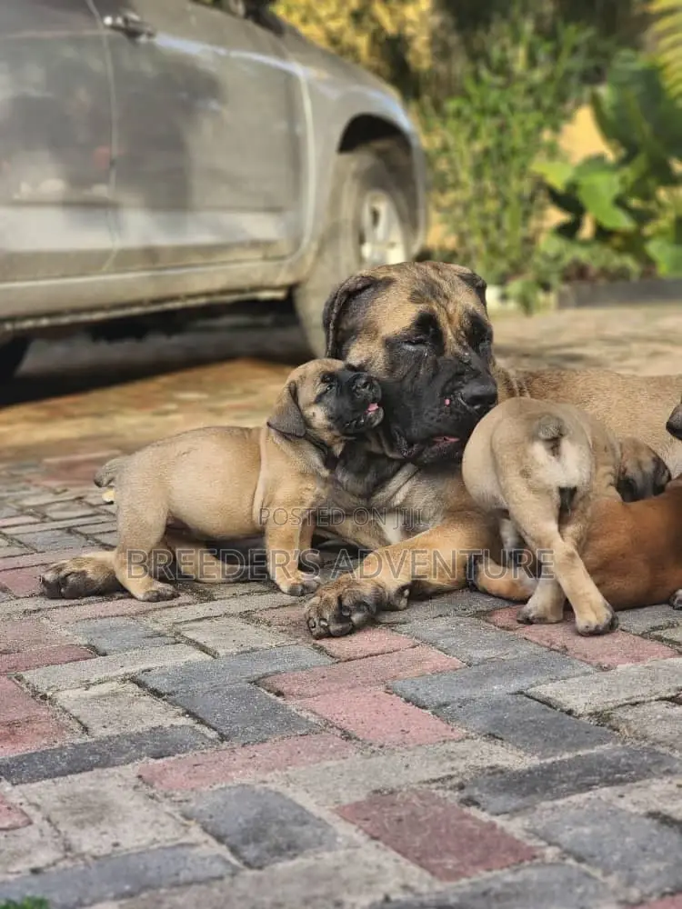 1-3 months Male Purebred Boerboel