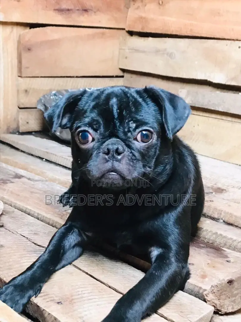 6-12 months Male Purebred Pug