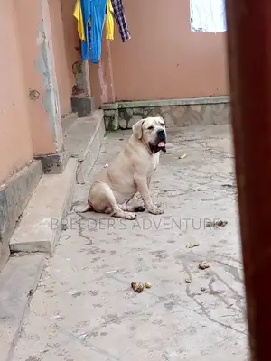 6-12 months Male Purebred Boerboel