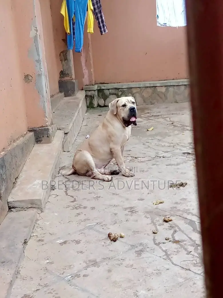 6-12 months Male Purebred Boerboel