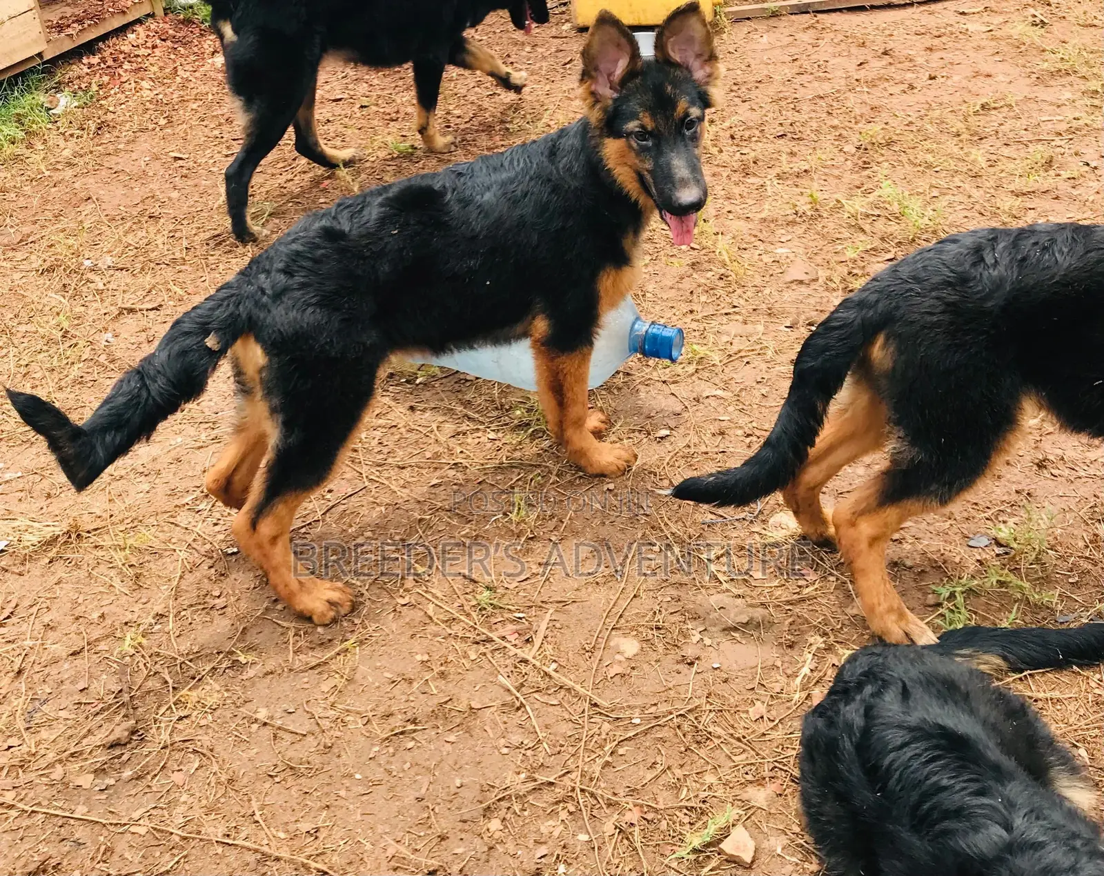 3-6 months Male Purebred German Shepherd