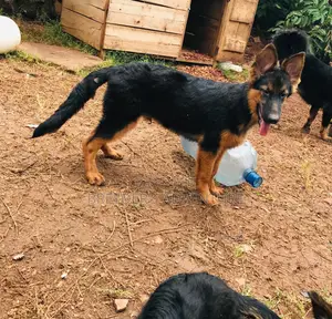 3-6 months Male Purebred German Shepherd