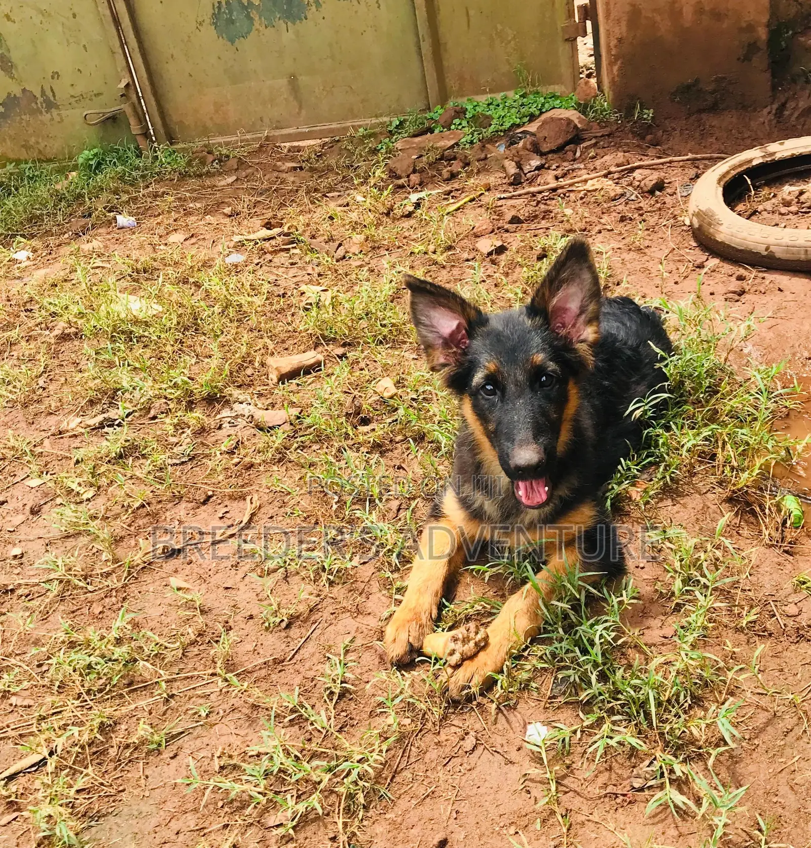 3-6 months Male Purebred German Shepherd