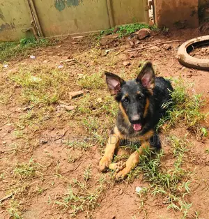 3-6 months Male Purebred German Shepherd