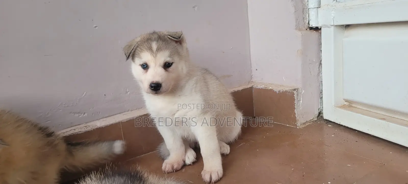 1-3 months Male Purebred Siberian Husky