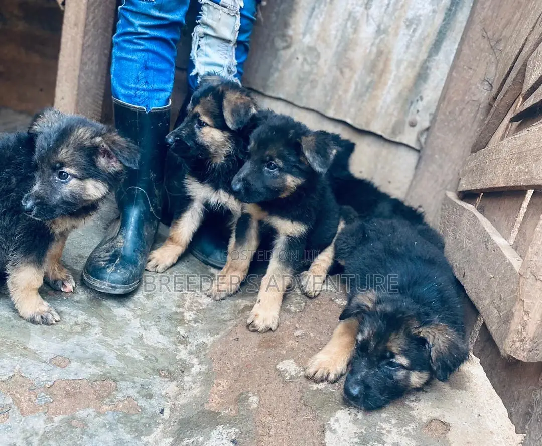 1-3 months Male Purebred German Shepherd