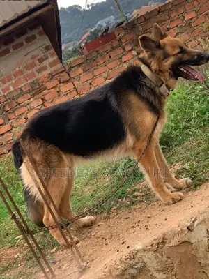 6-12 months Female Purebred German Shepherd
