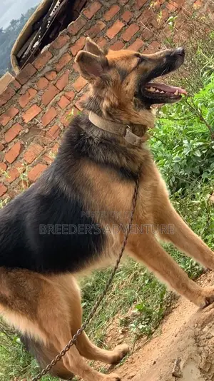 6-12 months Female Purebred German Shepherd