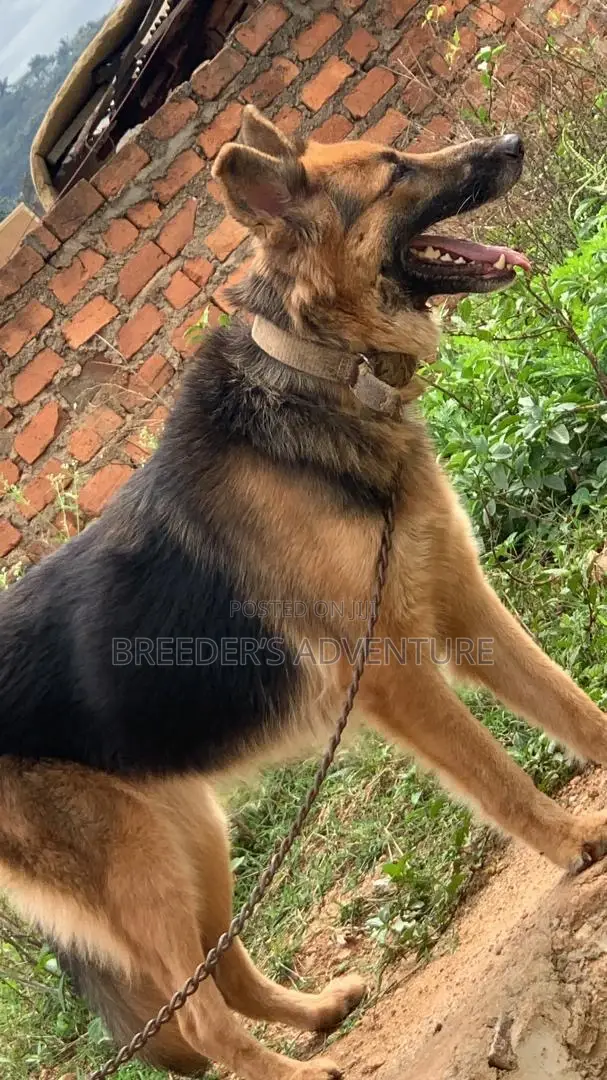 6-12 months Female Purebred German Shepherd