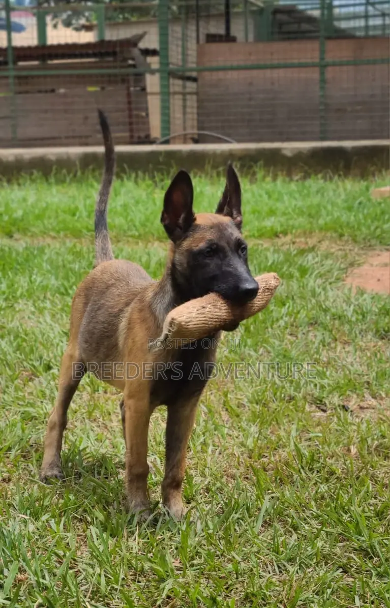 1-3 months Male Purebred Belgian Malinois