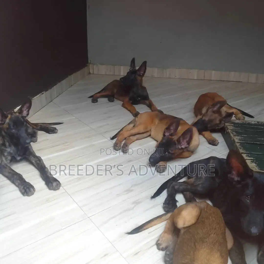 1-3 months Male Purebred Dutch Shepherd
