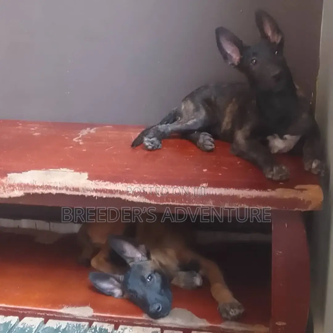 1-3 months Male Purebred Dutch Shepherd