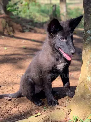 1-3 months Male Purebred German Shepherd