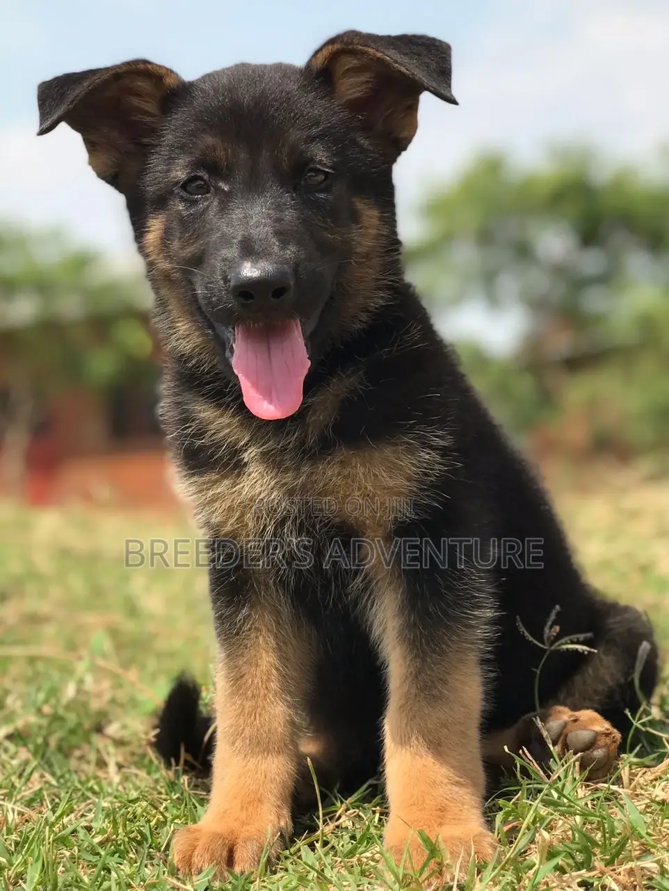 1-3 months Female Purebred German Shepherd