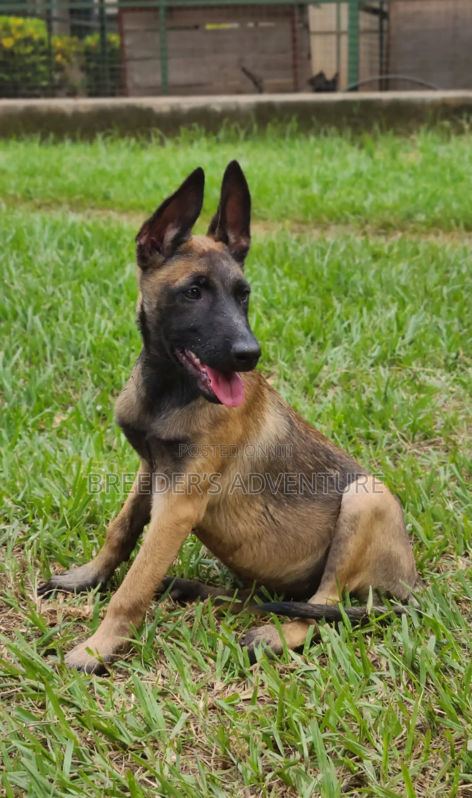 1-3 months Male Purebred Belgian Malinois