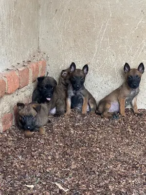 1-3 months Male Purebred Belgian Malinois