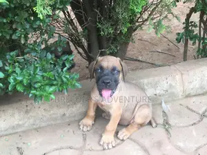 1-3 months Male Purebred Boerboel