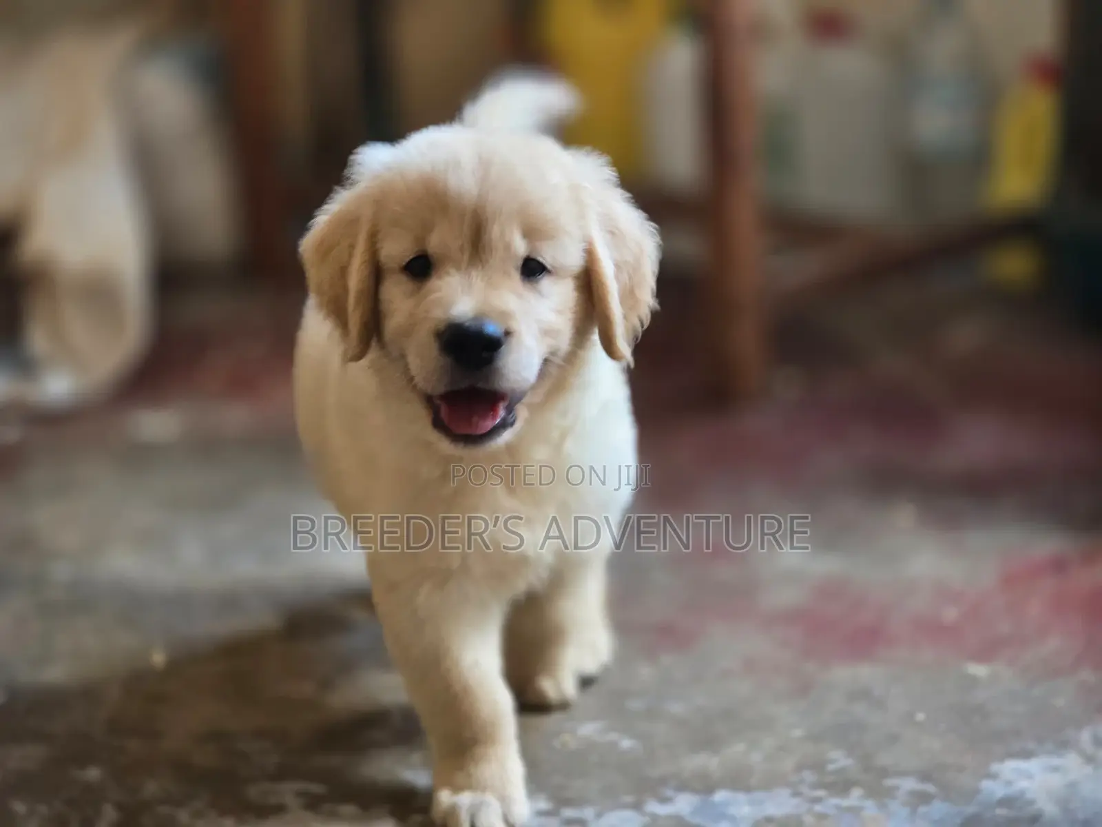 1-3 months Male Purebred Golden Retriever