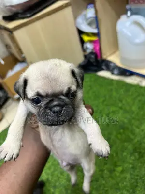1-3 months Male Purebred Pug