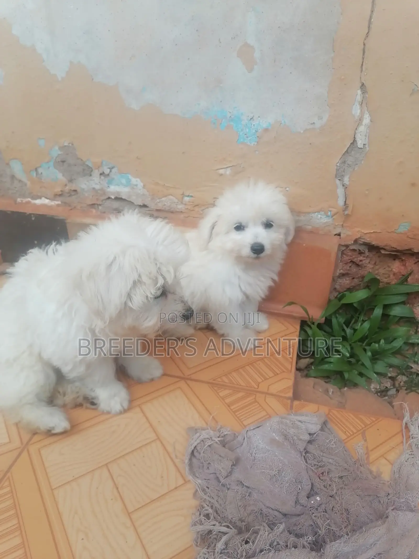 1-3 months Male Purebred Maltese