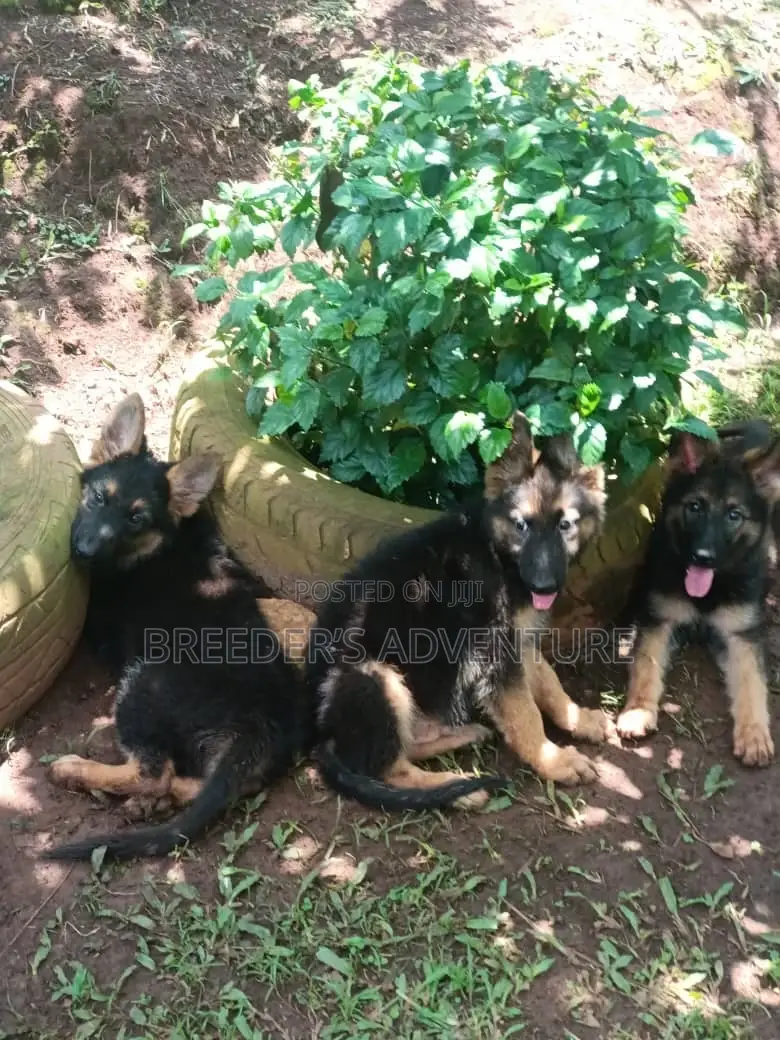 1-3 months Male Purebred German Shepherd