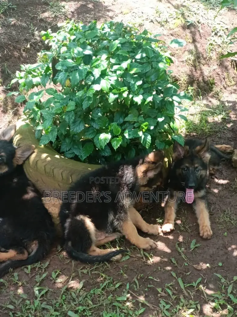 1-3 months Male Purebred German Shepherd
