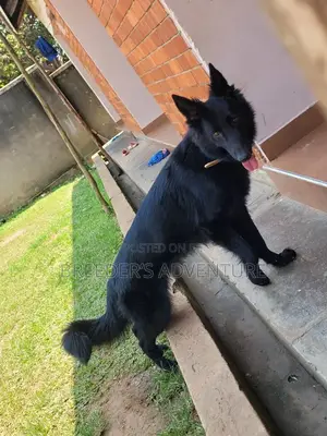 6-12 months Male Purebred German Shepherd