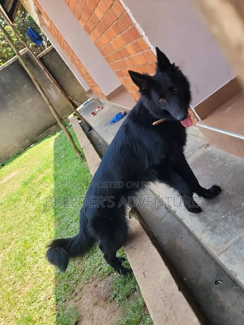 6-12 months Male Purebred German Shepherd