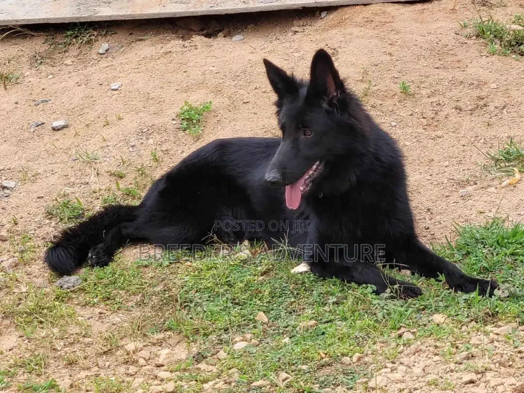 6-12 months Male Purebred German Shepherd