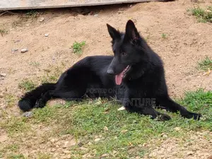 6-12 months Male Purebred German Shepherd