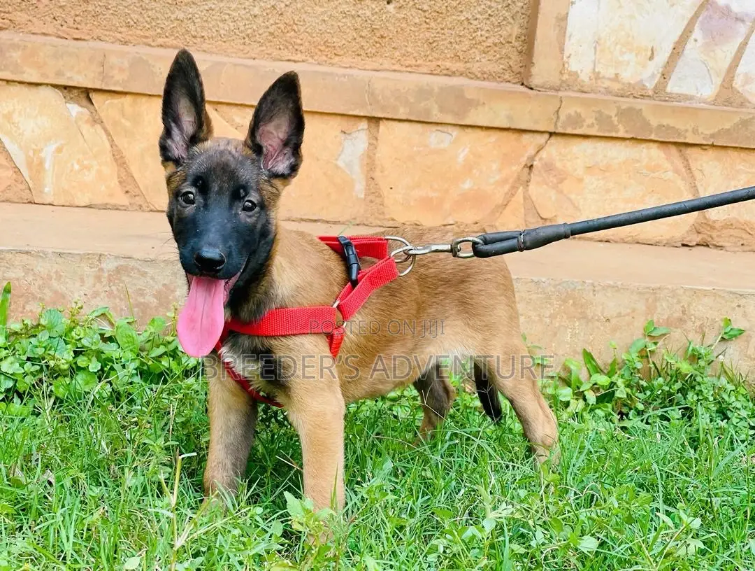1-3 months Female Purebred Belgian Malinois
