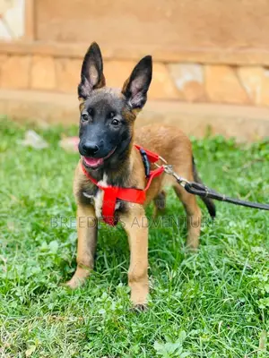 1-3 months Female Purebred Belgian Malinois