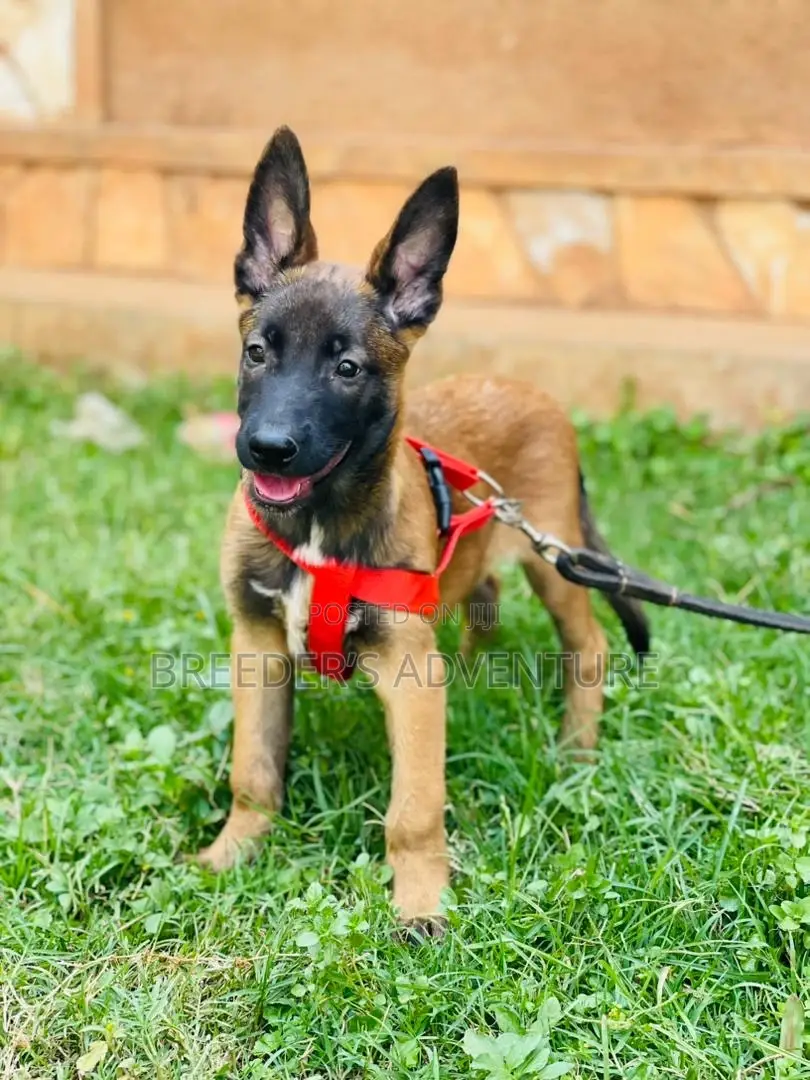 1-3 months Female Purebred Belgian Malinois