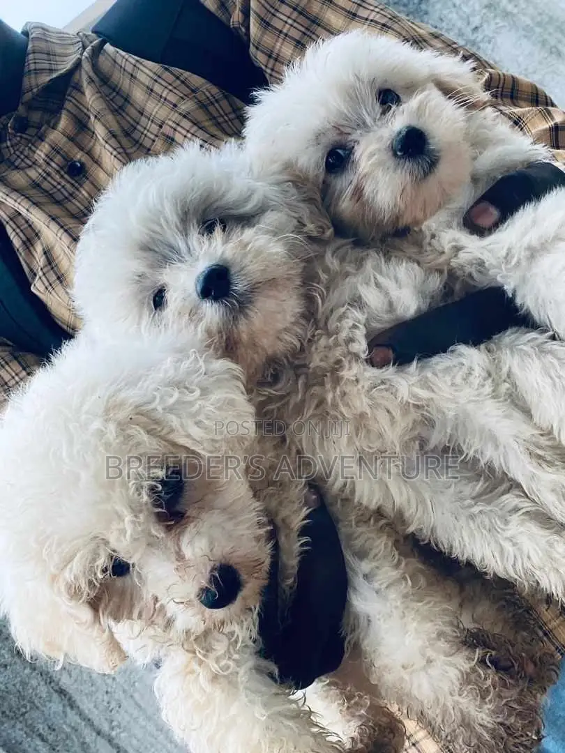 1-3 months Male Purebred Maltese