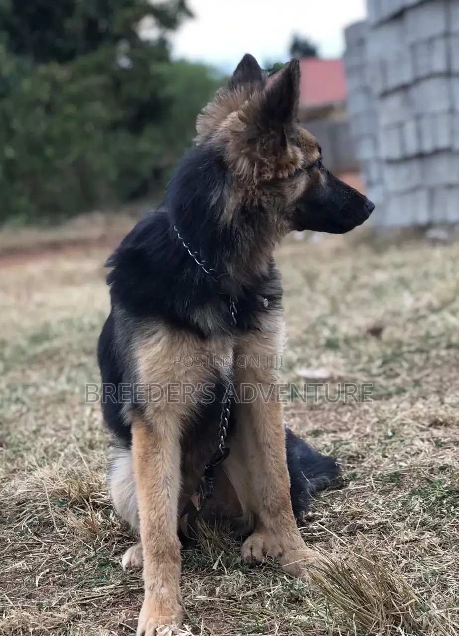 3-6 months Female Purebred German Shepherd