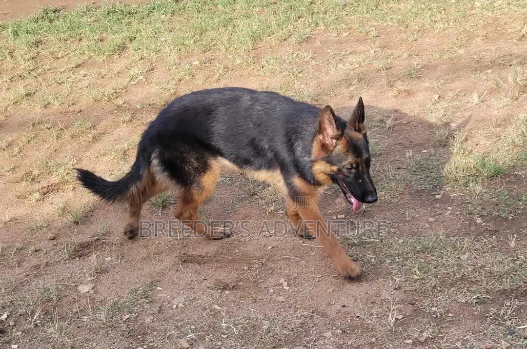 6-12 months Male Purebred German Shepherd