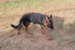 6-12 months Male Purebred German Shepherd