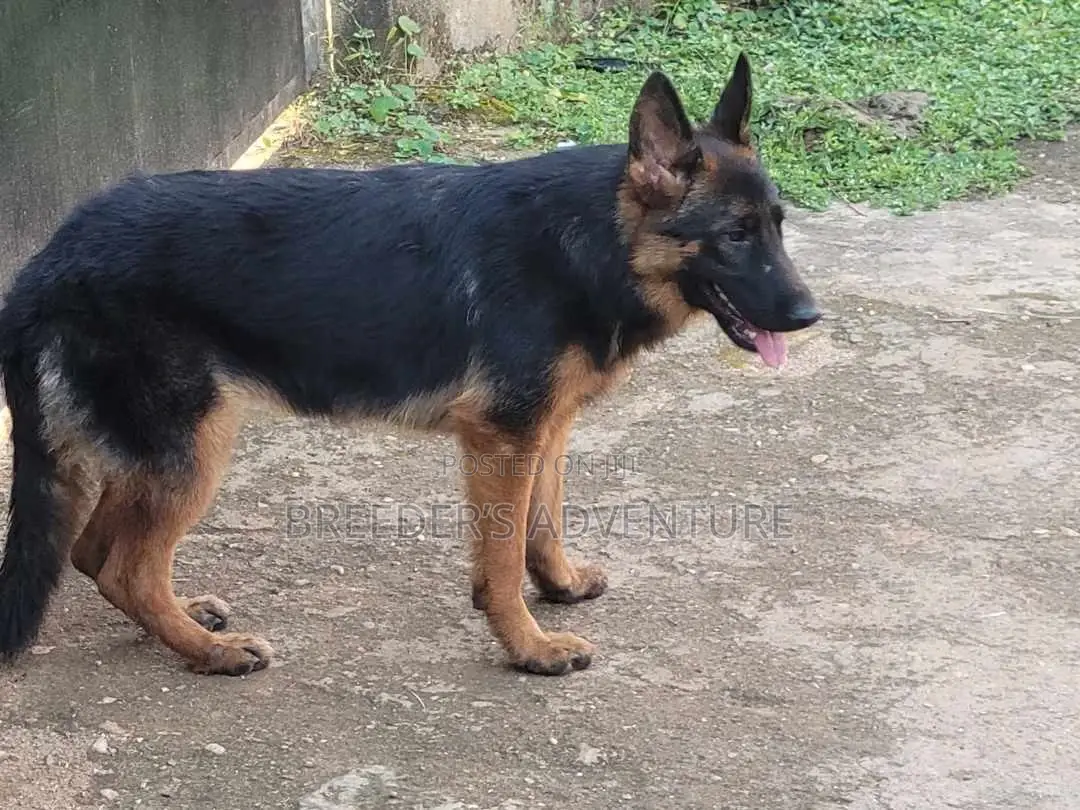 6-12 months Male Purebred German Shepherd